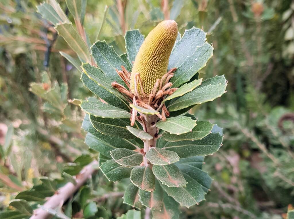 Cut-leaf Banksia (Banksia praemorsa), Alice Springs, NT