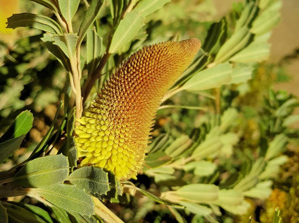 Cut-leaf Banksia (Banksia praemorsa), Alice Springs, NT