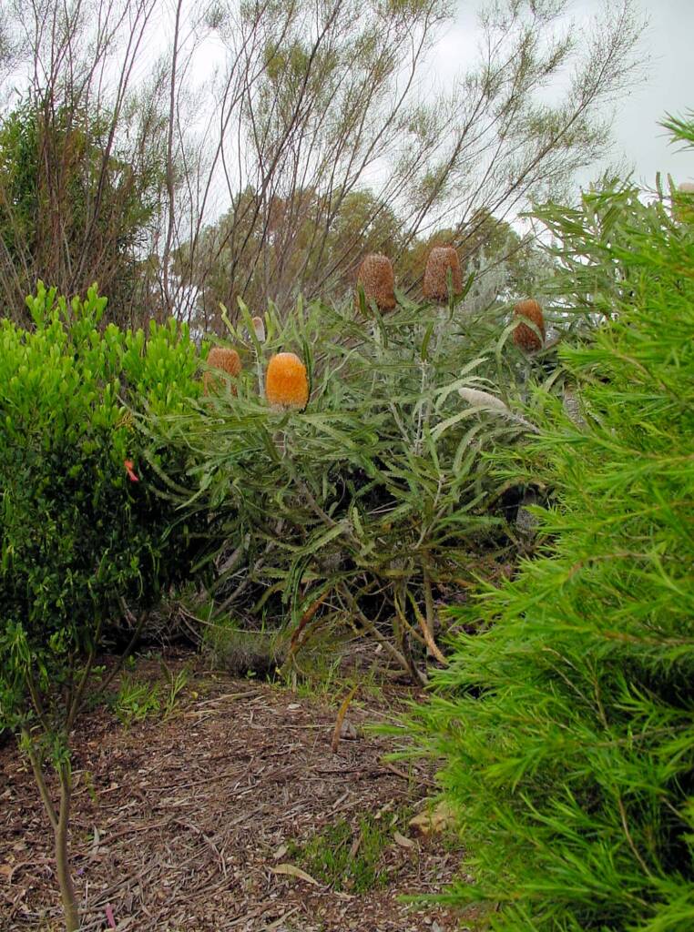 Acorn Banksia (Banksia prionotes), Naracoorte, SA