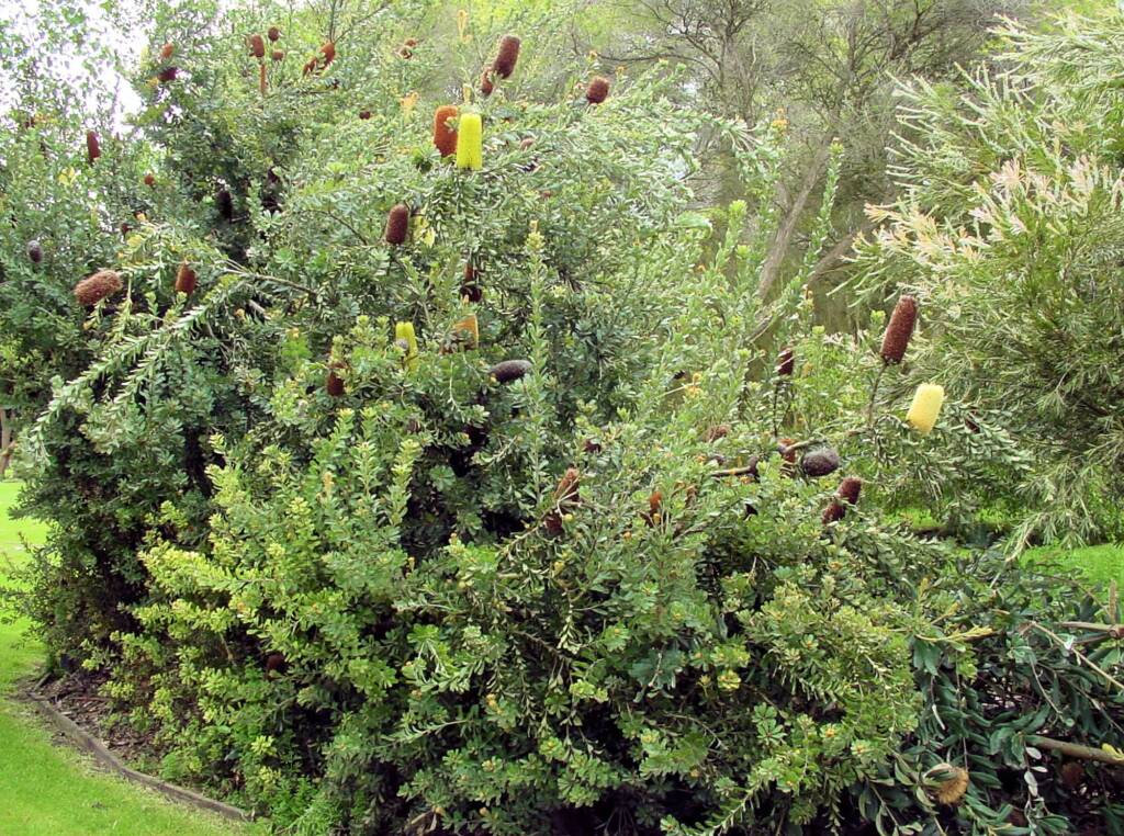 Oak-leaved Banksia (Banksia quercifolia), Portland Botanic Gardens, SA