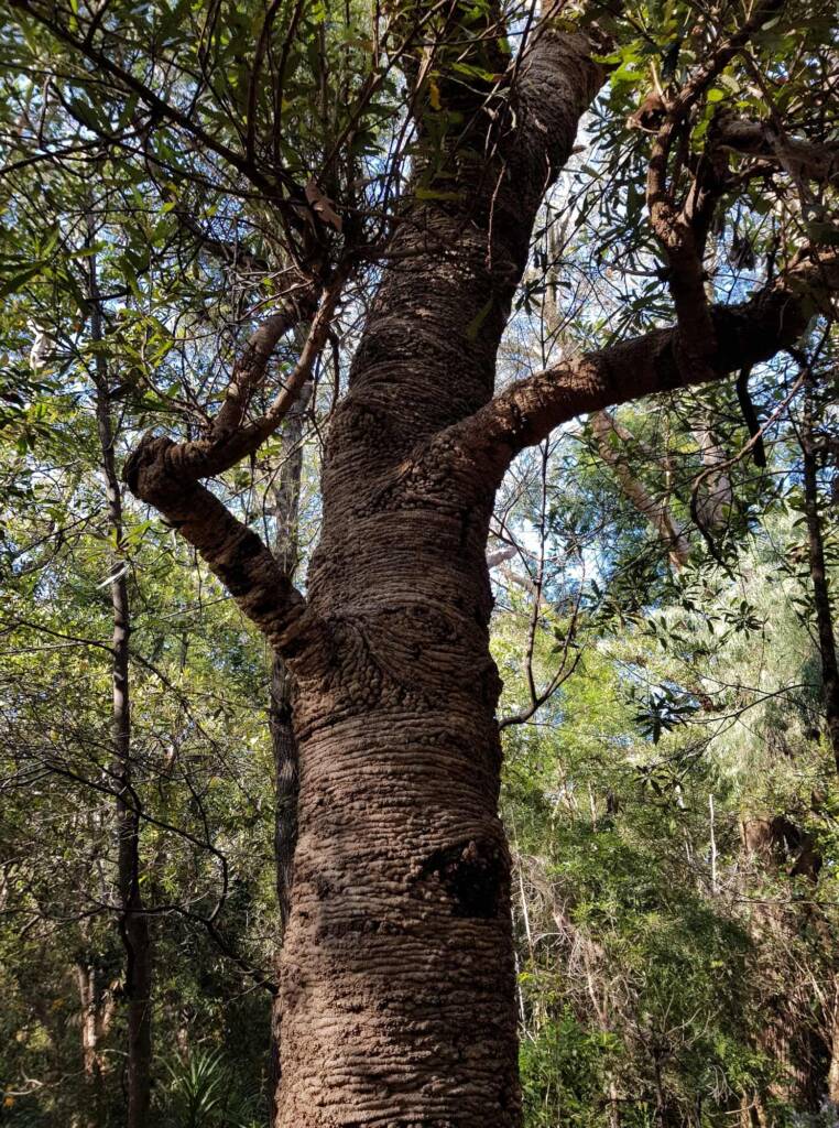 Banksia serrata (Saw Tooth Banksia / Old Man Banksia), Stony Range Regional Botanic Garden, Dee Why, NSW