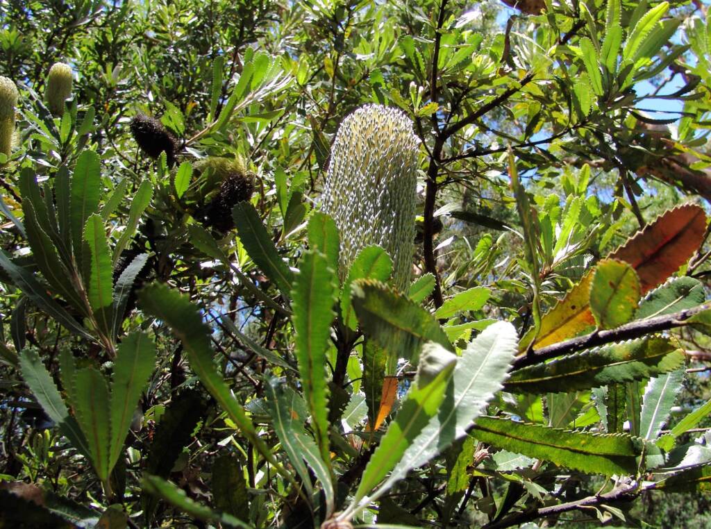 Banksia serrata (Saw Tooth Banksia / Old Man Banksia), Stony Range Regional Botanic Garden, Dee Why, NSW