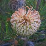 Banksia sphaerocarpa var sphaerocarpa (Fox Banksia), Stirling Range National Park WA © Terry Dunham