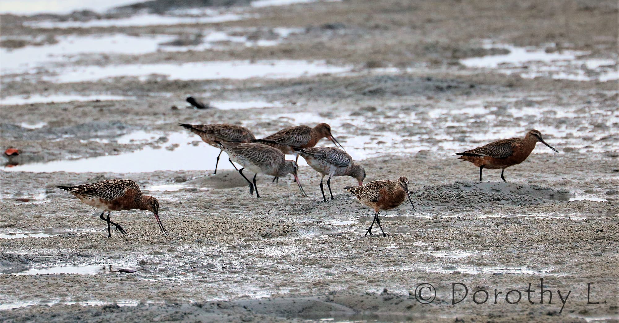 Bar-tailed Godwit (Limosa lapponica)