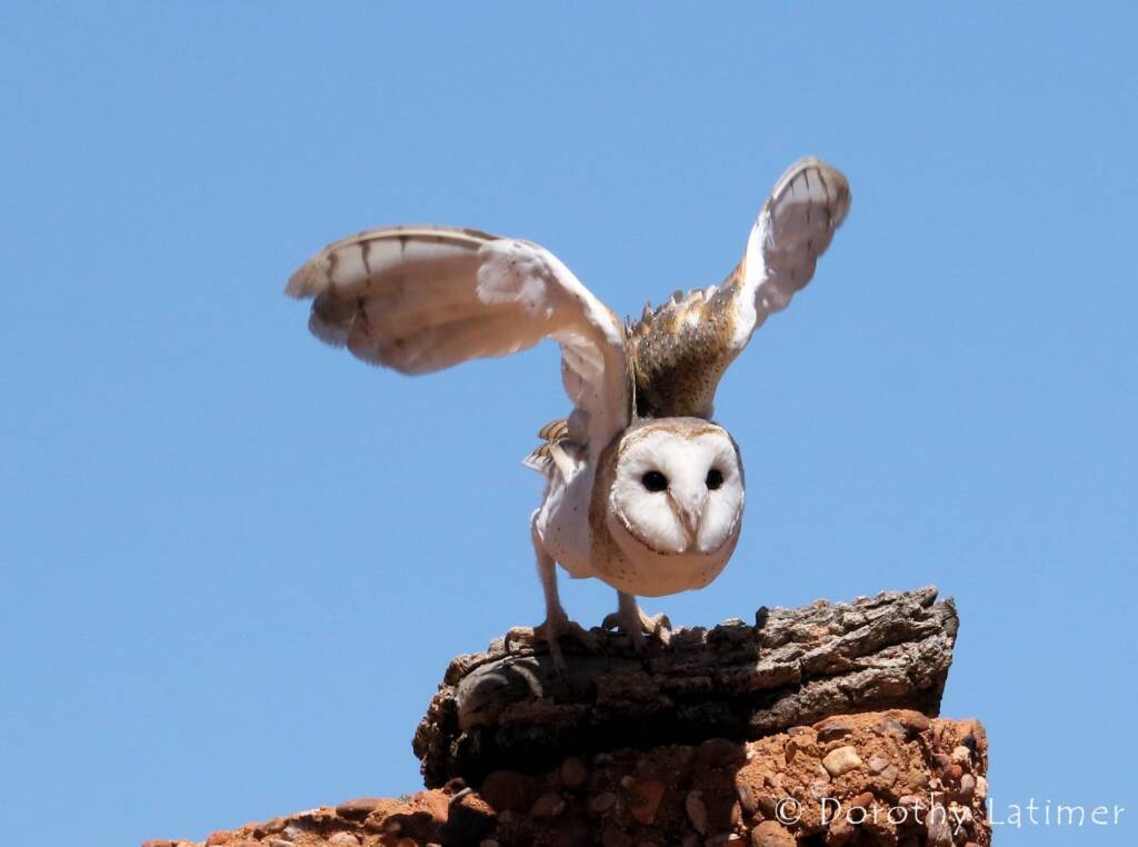 Barn Owls (Tyto alba) © Dorothy Latimer