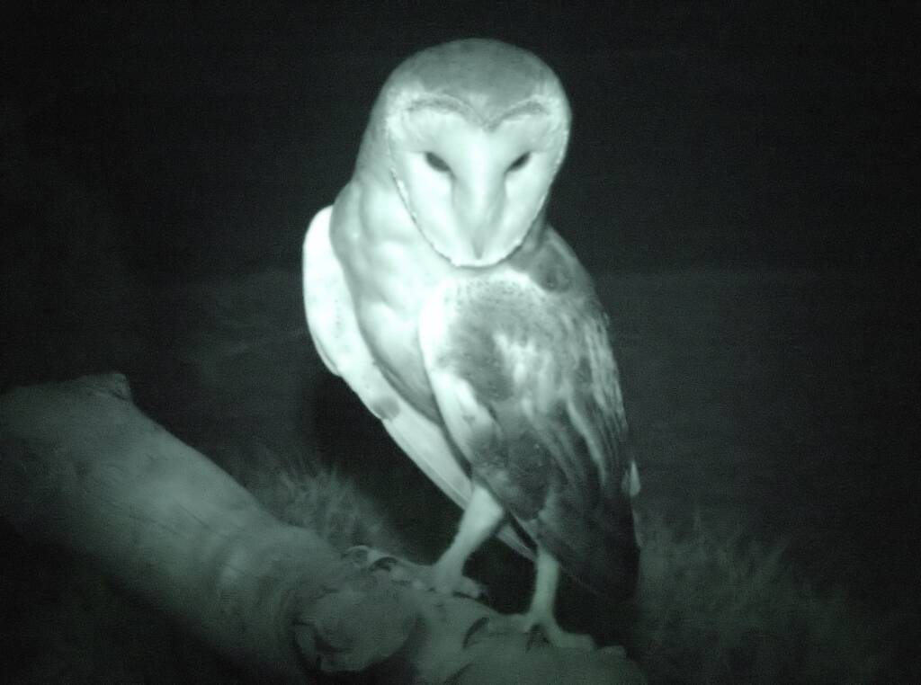 Barn Owl (Tyto alba), Alice Springs Desert Park