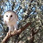 Barn Owl (Tyto alba), Alice Springs Desert Park