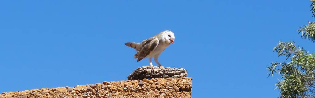 Barn Owl (Tyto alba), Alice Springs Desert Park