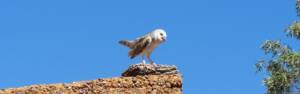 Barn Owl (Tyto alba), Alice Springs Desert Park