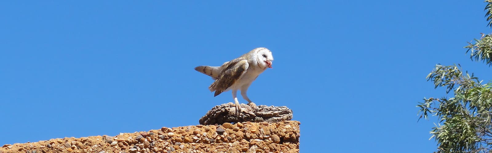 Barn Owl (Tyto alba), Alice Springs Desert Park