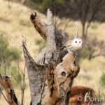 Barn Owl (Tyto alba), Alice Springs Desert Park