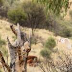 Barn Owl (Tyto alba), Alice Springs Desert Park
