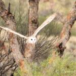 Barn Owl (Tyto alba), Alice Springs Desert Park