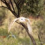 Barn Owl (Tyto alba), Alice Springs Desert Park
