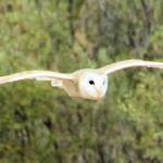 Barn Owl (Tyto alba), Alice Springs Desert Park