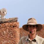Barn Owl (Tyto alba), Alice Springs Desert Park