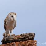 Barn Owl (Tyto alba), Alice Springs Desert Park
