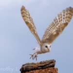 Barn Owl (Tyto alba), Alice Springs Desert Park
