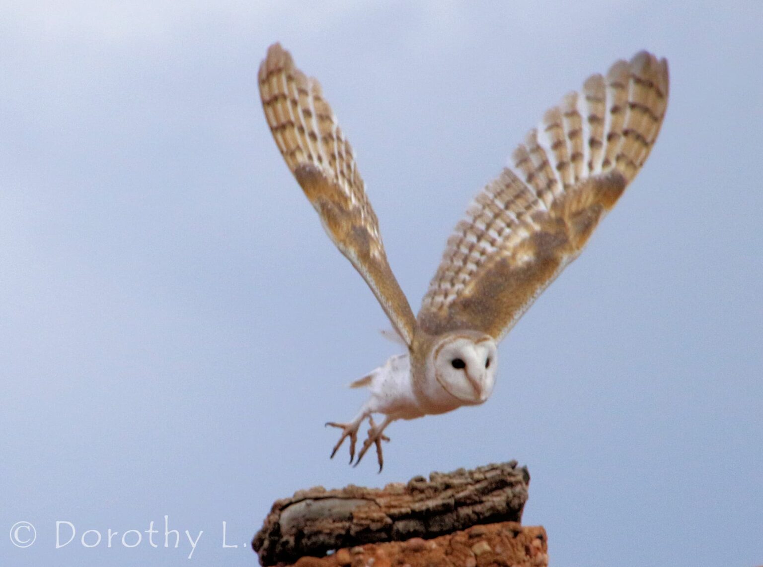 Raptors – Ausemade