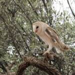 Barn Owl (Tyto alba), Alice Springs Desert Park