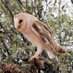 Barn Owl (Tyto alba), Alice Springs Desert Park