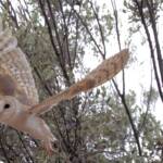 Barn Owl (Tyto alba), Alice Springs Desert Park