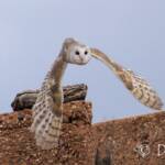 Barn Owl (Tyto alba), Alice Springs Desert Park