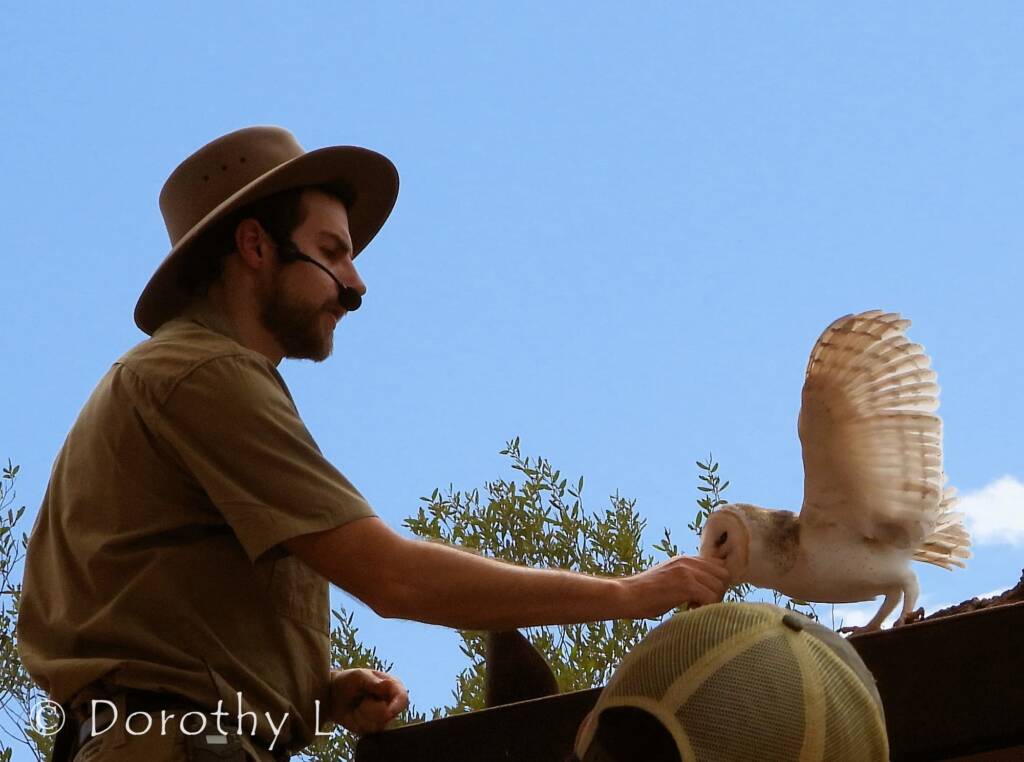 Barn Owl (Tyto alba), Free-flying Birds Show, Alice Springs Desert Park