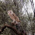 Barn Owl (Tyto alba), Alice Springs Desert Park