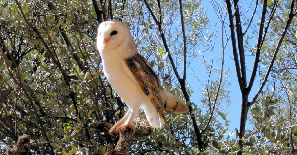 Barn Owl (Tyto alba), Alice Springs Desert Park