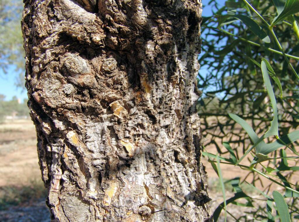 Tree bark of the Bat's Wing Coral Tree (Erythrina vespertilio)