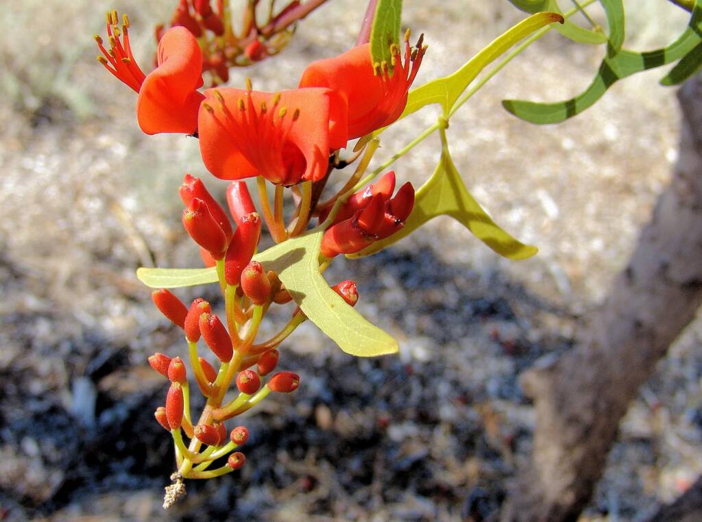 Bat's Wing Coral Tree (Erythrina vespertilio)