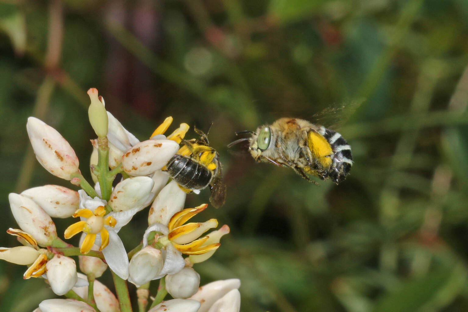 Blue Banded Bee and Lipotriches muscosa buzz pollinating flower of Nandina © Marc Newman