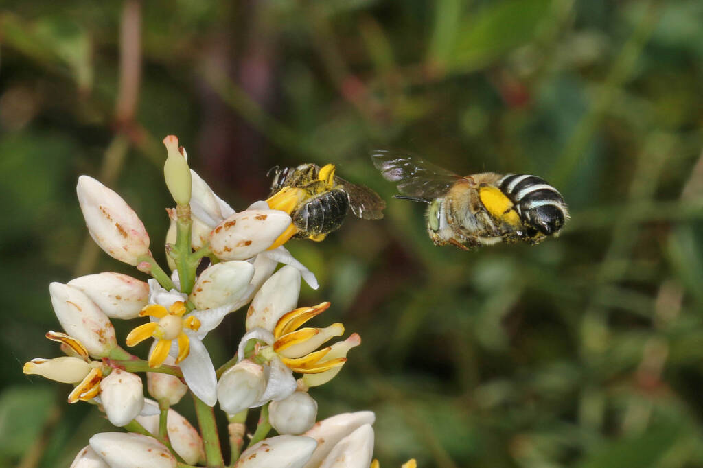 Blue Banded Bee and Lipotriches muscosa buzz pollinating flower of Nandina © Marc Newman