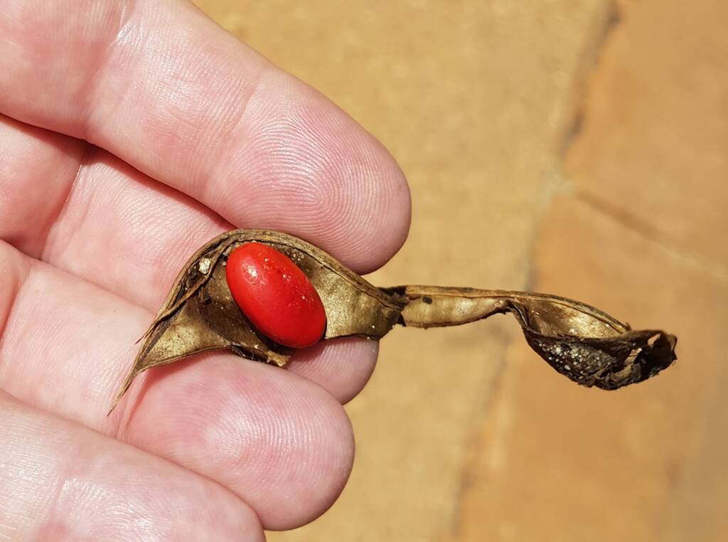 Seed of the Bean Tree (Erythrina vespertilio), Alice Springs Desert Park