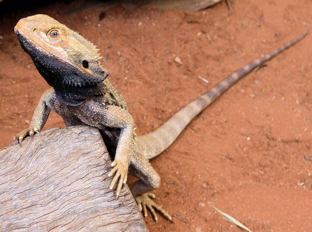 Central Bearded Dragon (Pogona vitticeps), Alice Springs Reptile Centre