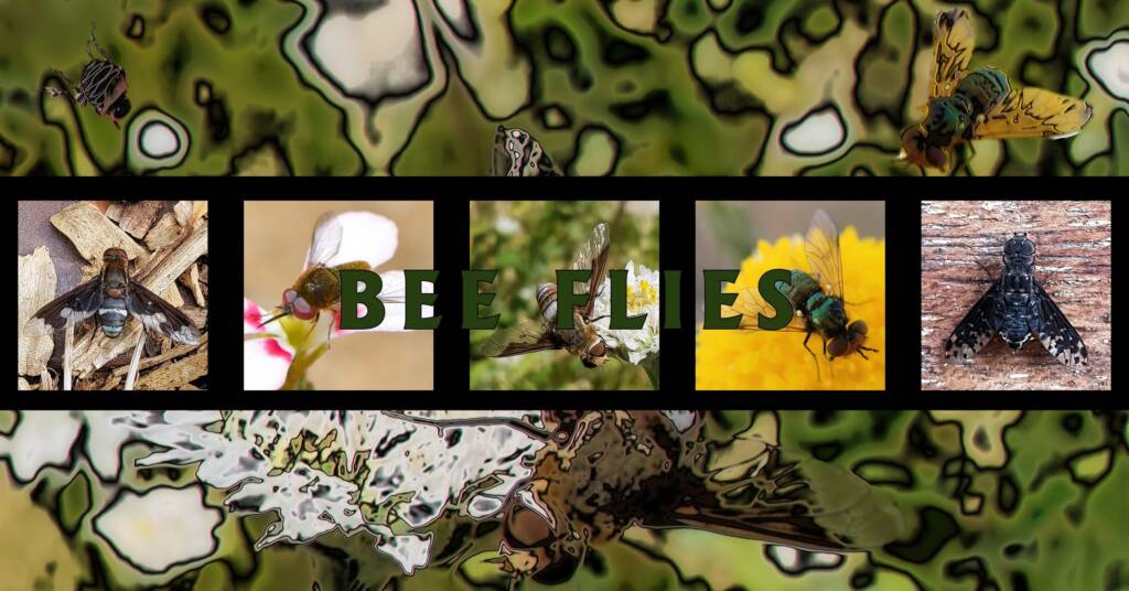Bee Flies - Ausemade filmstrip