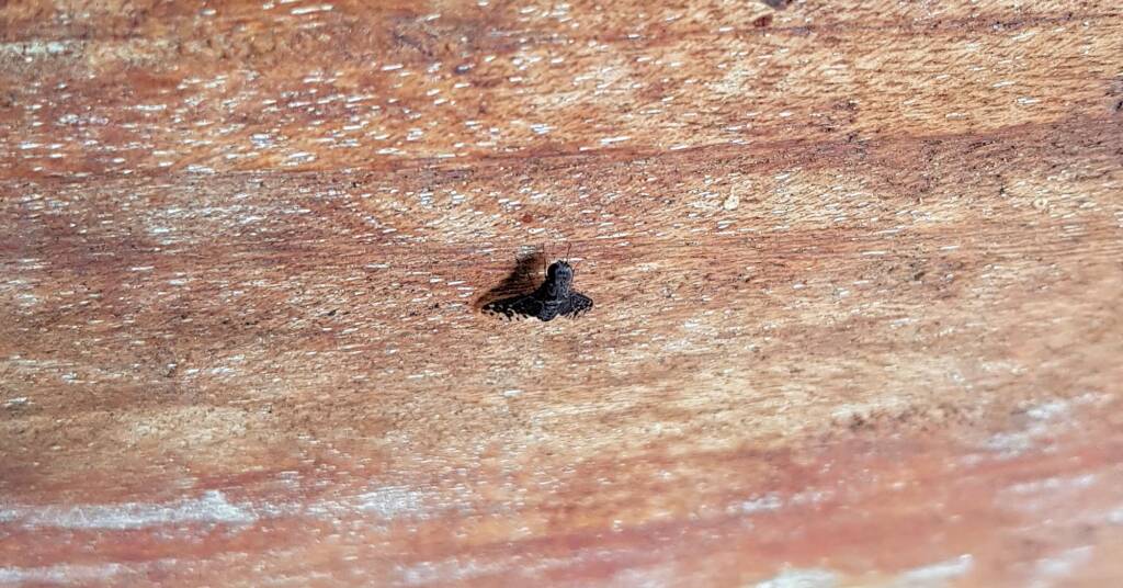 Bee fly, family Bombyliidae, genus Anthrax sp.