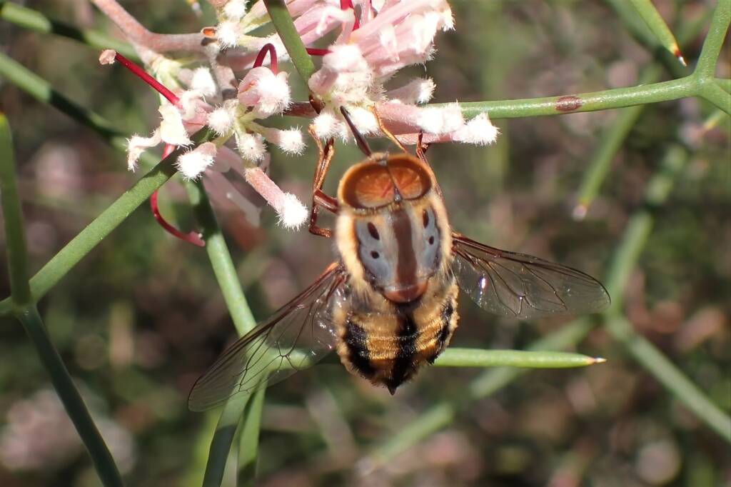 Bee Fly (family Bombyliidae), Geraldton, Midwest WA © Gary Taylor