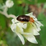 Pittosporum Leaf Beetle (Lamprolina impressicollis), Stony Range Regional Botanic Garden, Dee Why NSW