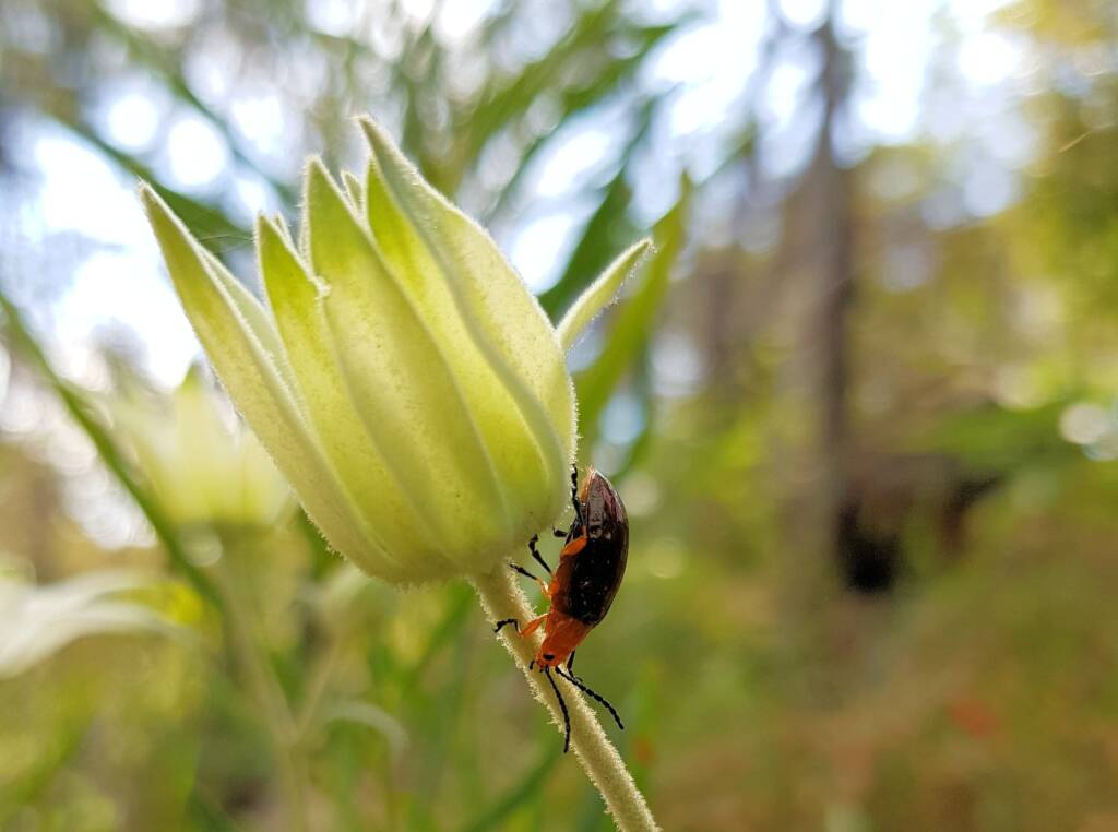 Pittosporum Leaf Beetle (Lamprolina impressicollis), Stony Range Regional Botanic Garden, Dee Why NSW