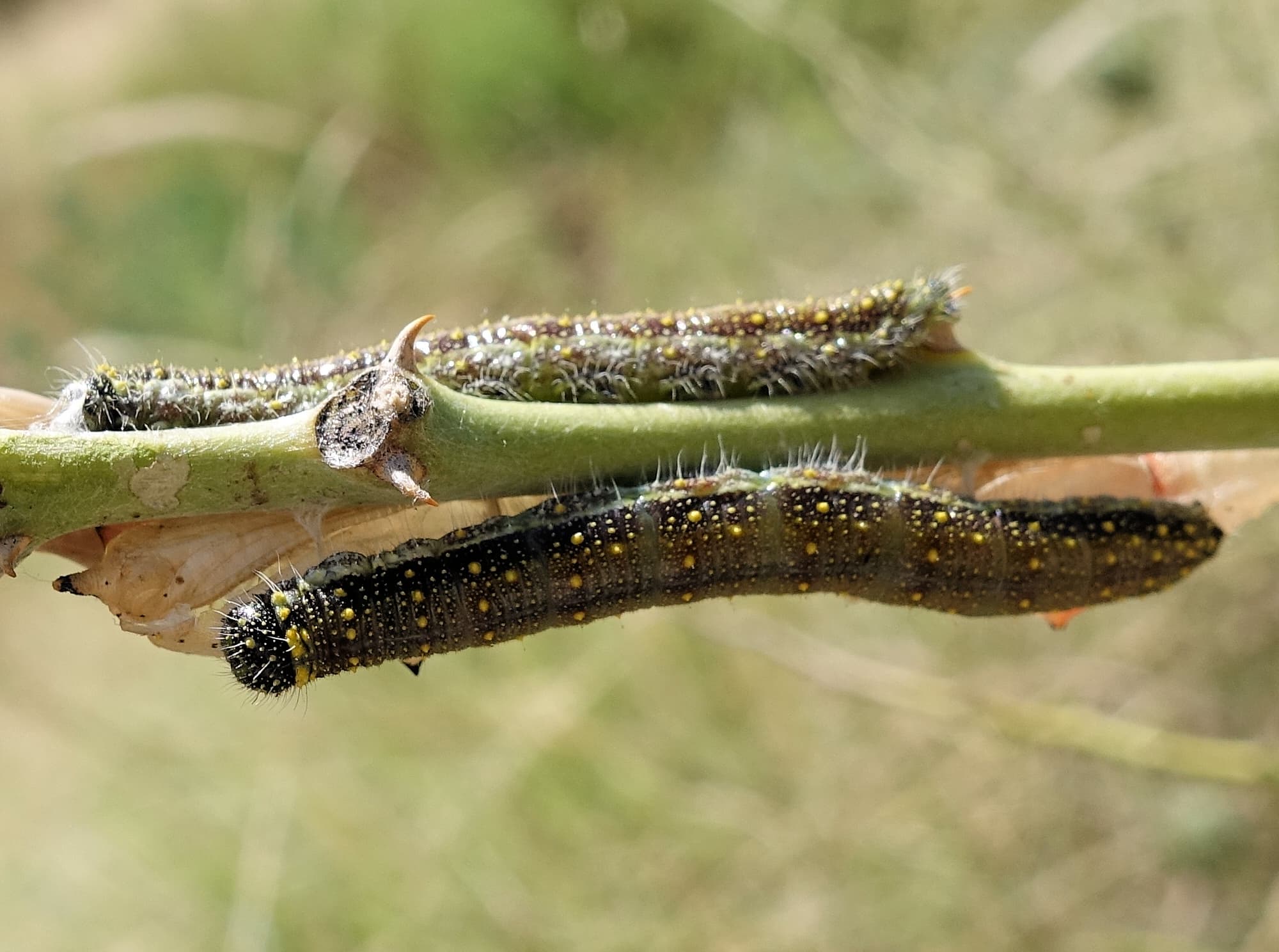 Belenois java teutonia caterpillars