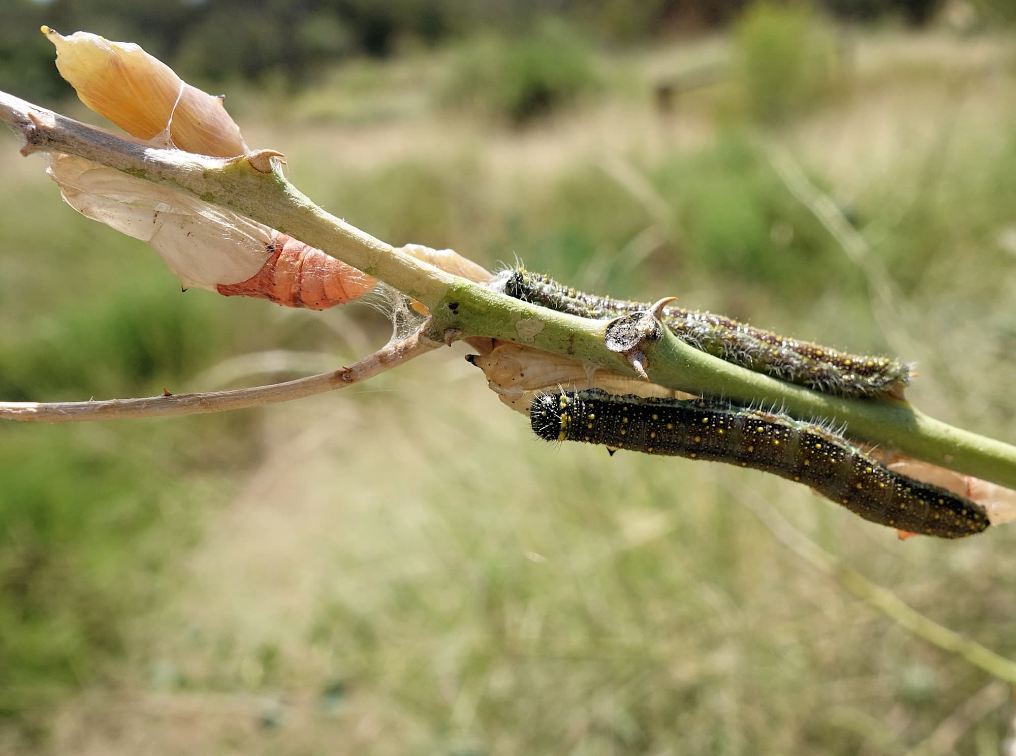 Belenois java teutonia caterpillars and instar cases