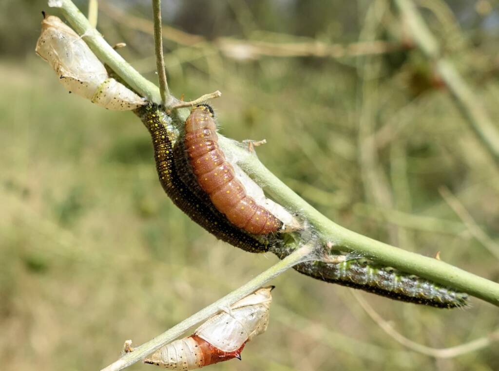 Belenois java teutonia instars and caterpillars