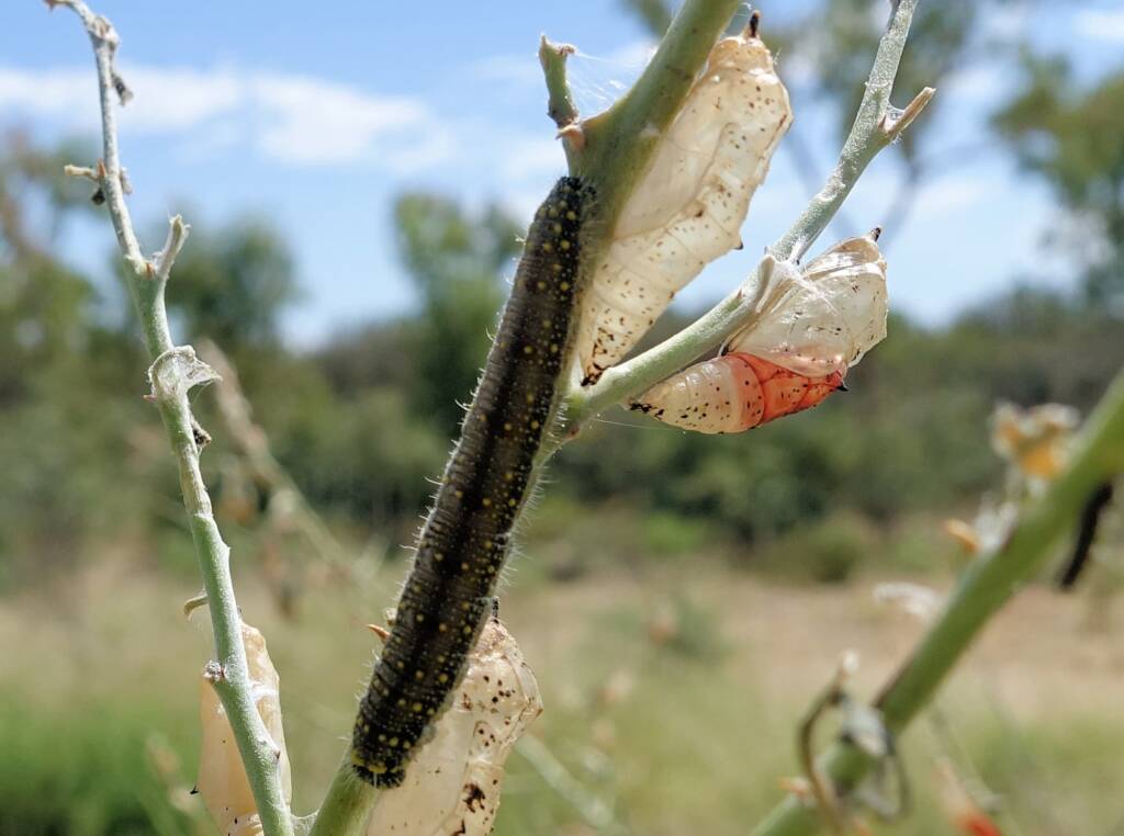 Belenois java teutonia instar cases and caterpillar
