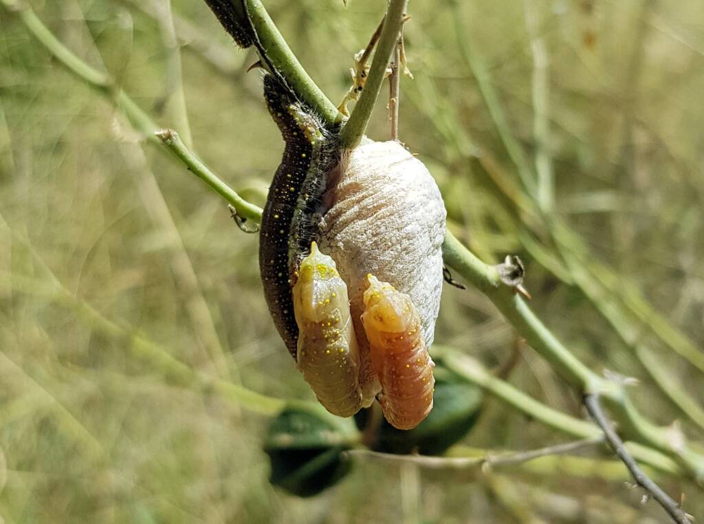 Belenois java teutonia instars and developing chrysalis on an ootheca (family Mantidae) of a mantis species