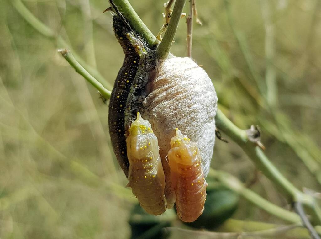 Belenois java teutonia instars and developing chrysalis on an ootheca (family Mantidae) of a mantis species