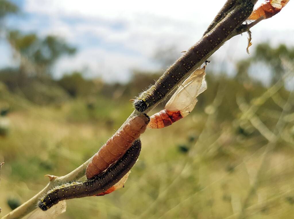 Belenois java teutonia instars, caterpillars and empty chrysalis cases
