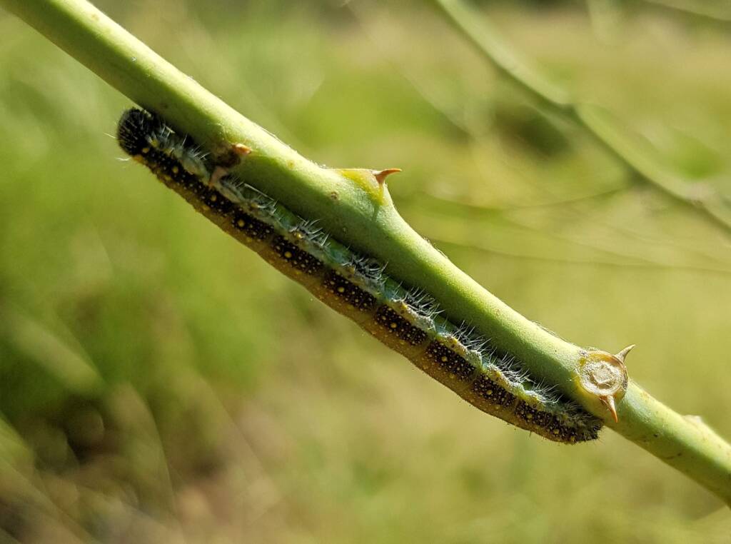Belenois java teutonia caterpillar