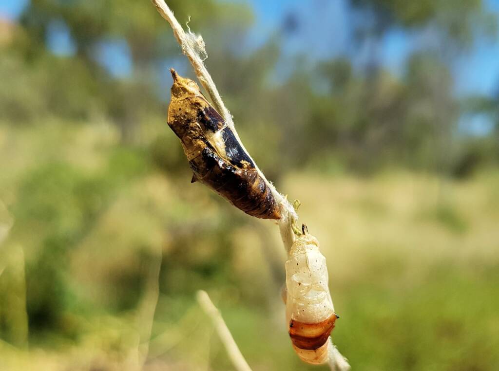 Failed metamorphosis of the Belenois java teutonia on the Caper Bush (Capparis spinosa var. nummularia), Alice Springs, NT